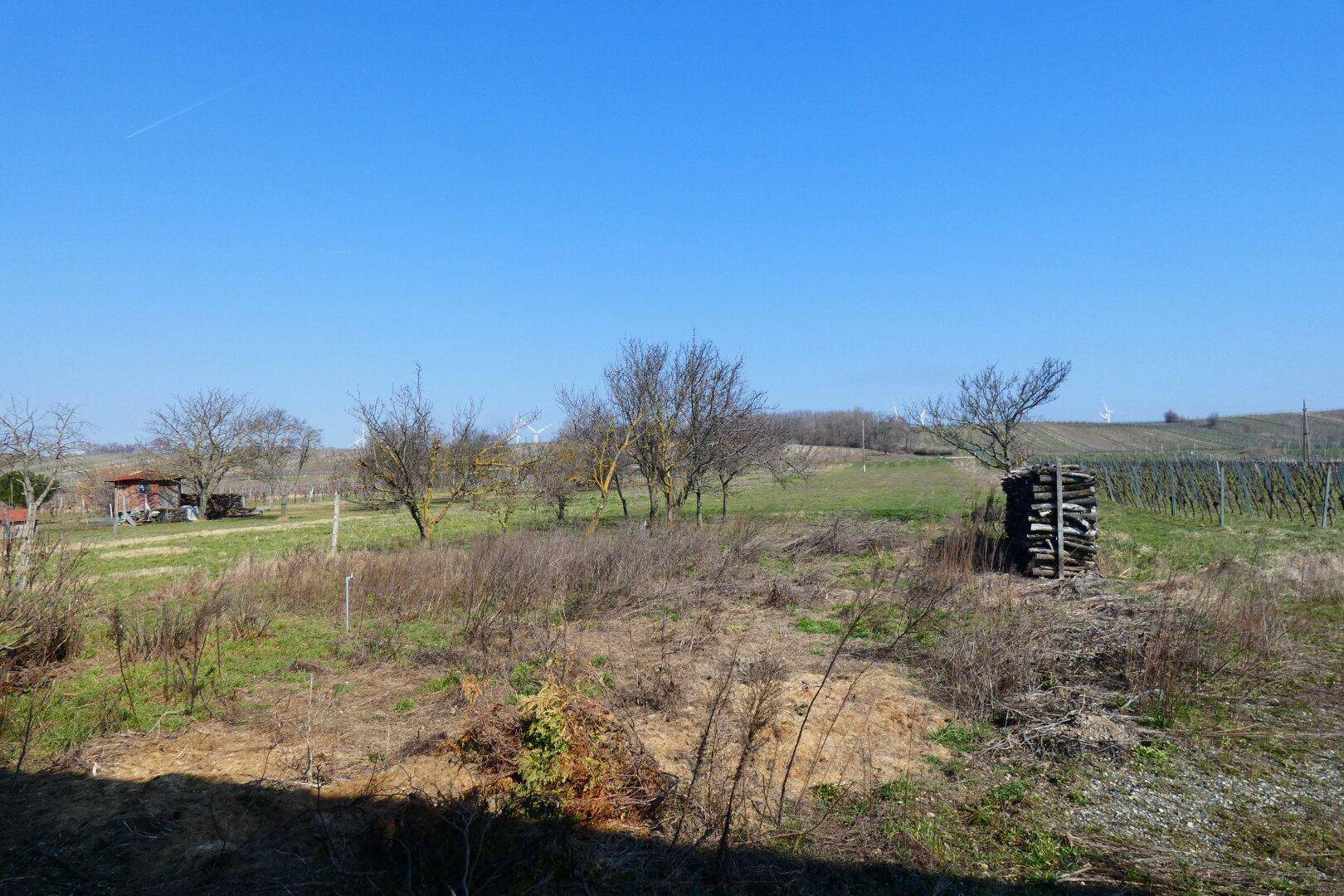 Weitläufige Landschaft mit grünen Hügeln, Bäumen und einem Weinberg in der Ferne.
