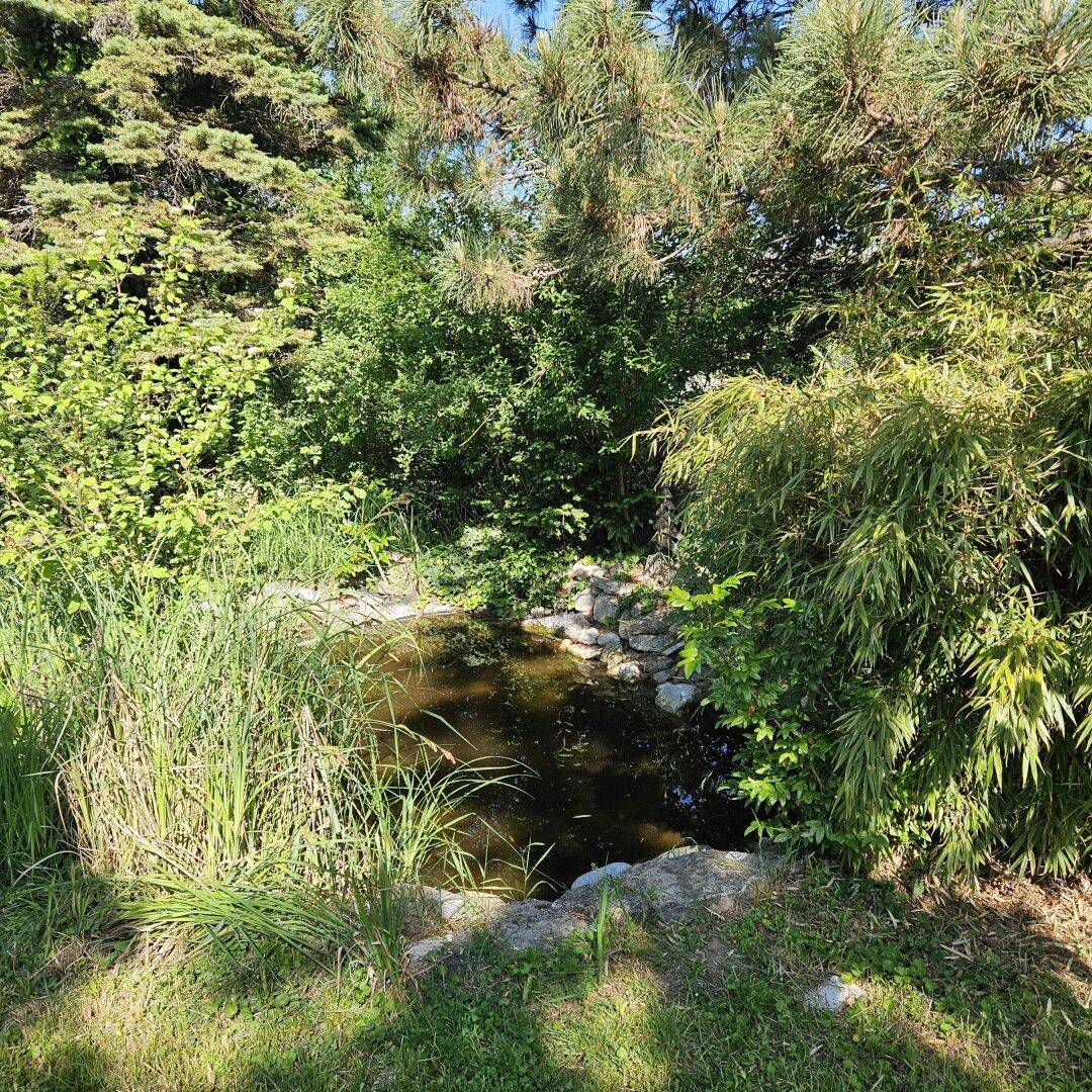 Idyllischer Gartenteich umgeben von üppigem Grün und hohen Bäumen.