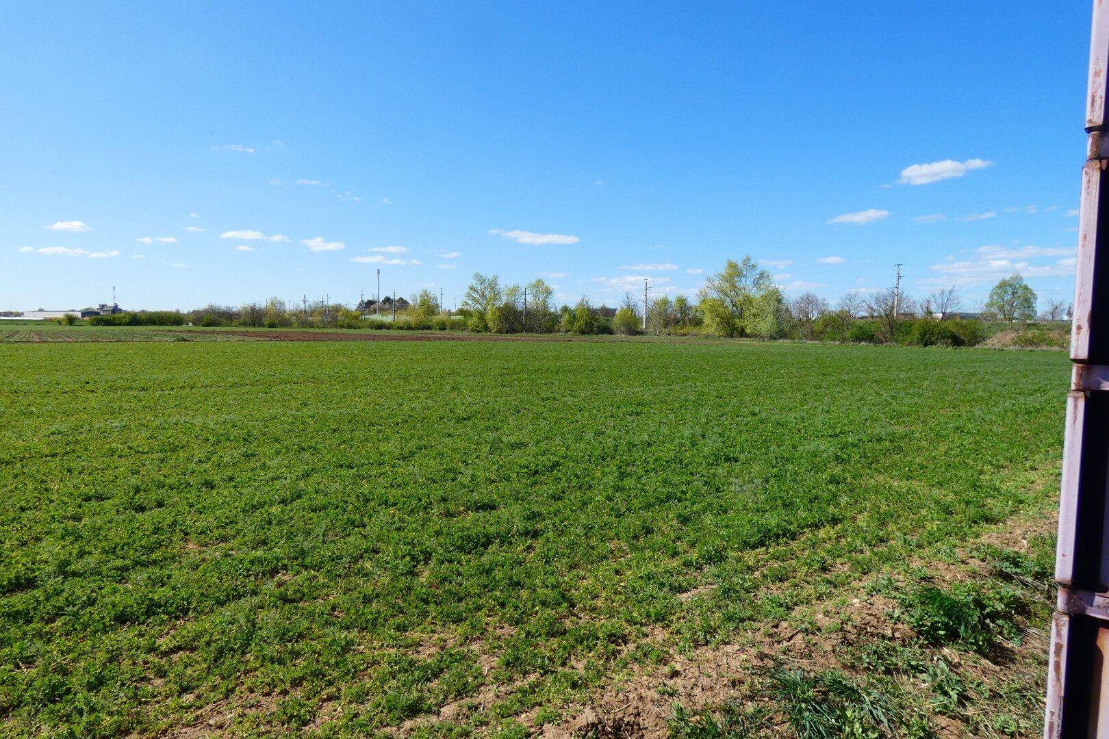 Ausgedehntes grünes Feld unter klarem Himmel mit Baumreihe am Horizont und einem Objekt am rechten Rand.