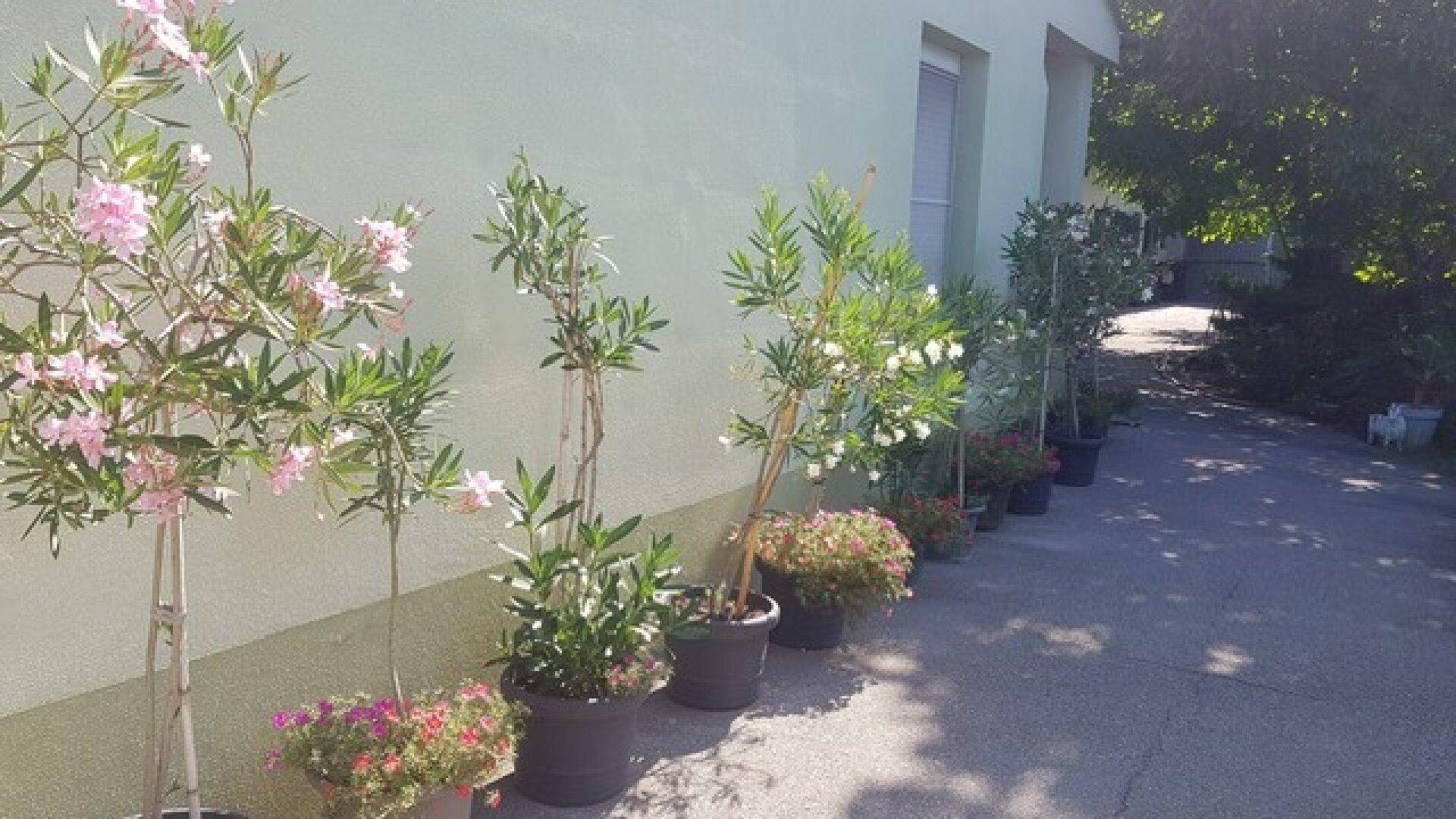 Seitenansicht des Hauses mit einer Reihe blühender Topfpflanzen entlang der Wand.