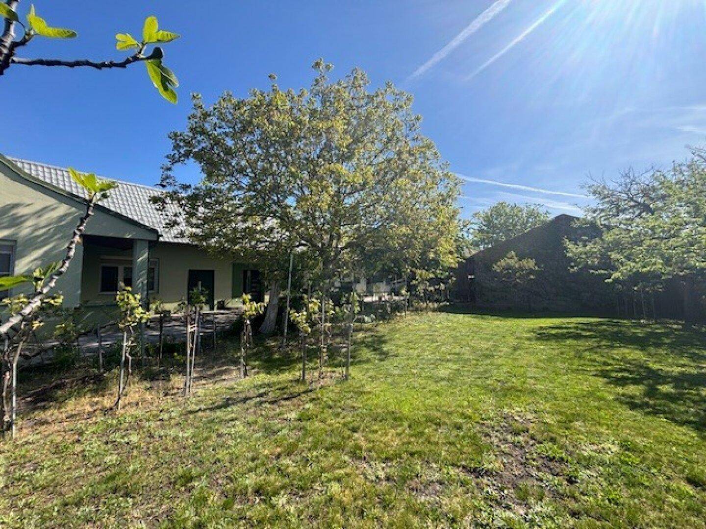 Sonniger Garten mit Rasen, Bäumen und Blick auf das Haus und die Umgebung.
