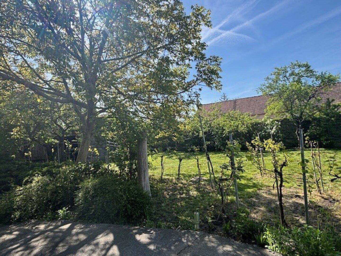 Grüner Außenbereich mit Bäumen und jungen Weinreben unter strahlend blauem Himmel.