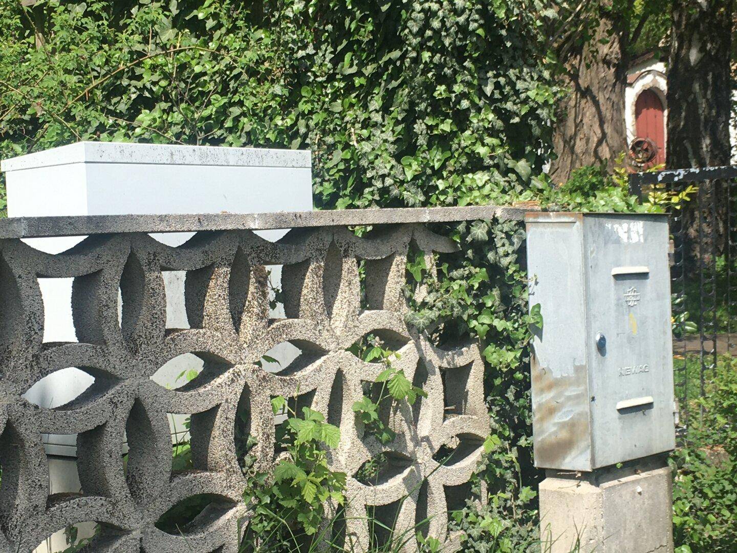 Alte Betonmauer mit dekorativem Muster, bewachsen mit Efeu und umgeben von üppiger Vegetation.