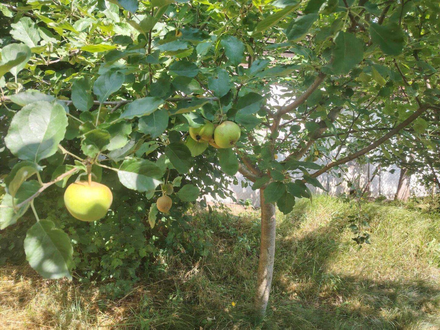 Apfelbaum mit reifen Früchten in einem sonnigen Garten.