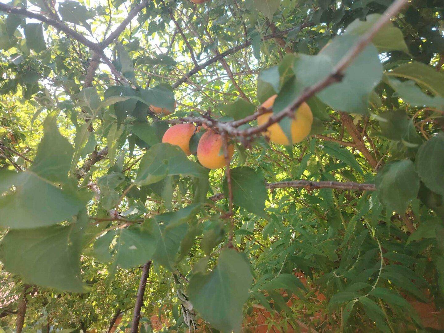 Aprikosenbaum mit reifen Früchten in einem sonnigen Garten.