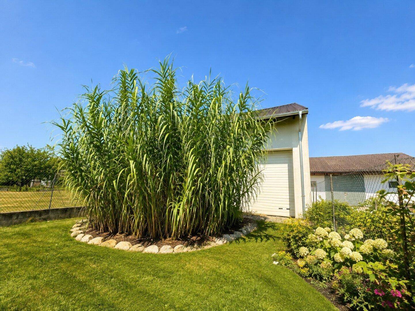 Große Zierpflanze in einem gepflegten Gartenbereich mit Rasen und Steineinfassung.