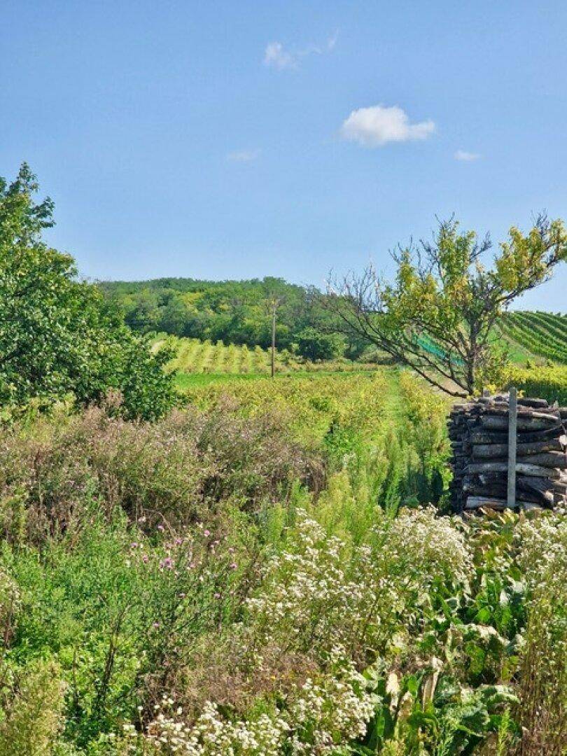 Malerische Landschaft mit üppiger Vegetation, Feldern und Weinbergen unter einem klaren blauen Himmel.