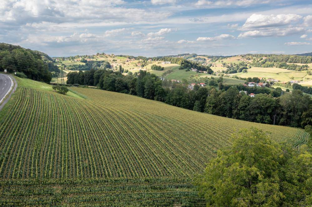 Weitläufige Weinberge und grüne Hügellandschaft unter einem bewölkten Himmel.