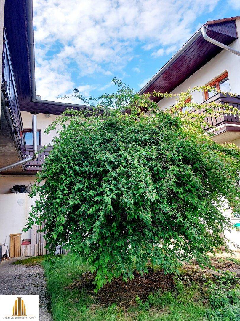 Üppiger grüner Busch im Gartenbereich vor der Hausfassade unter einem hellblauen Himmel.