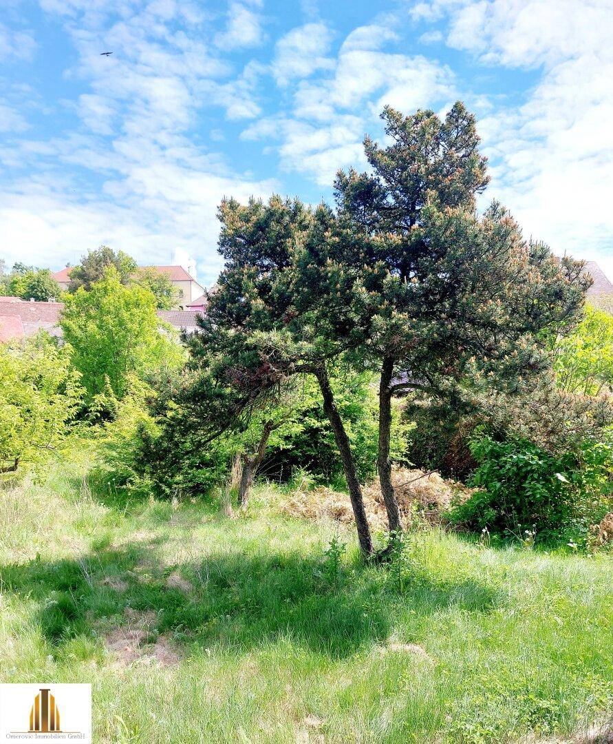 Weitläufiger Gartenbereich mit hohen Bäumen und einer grünen Wiese unter blauem Himmel.