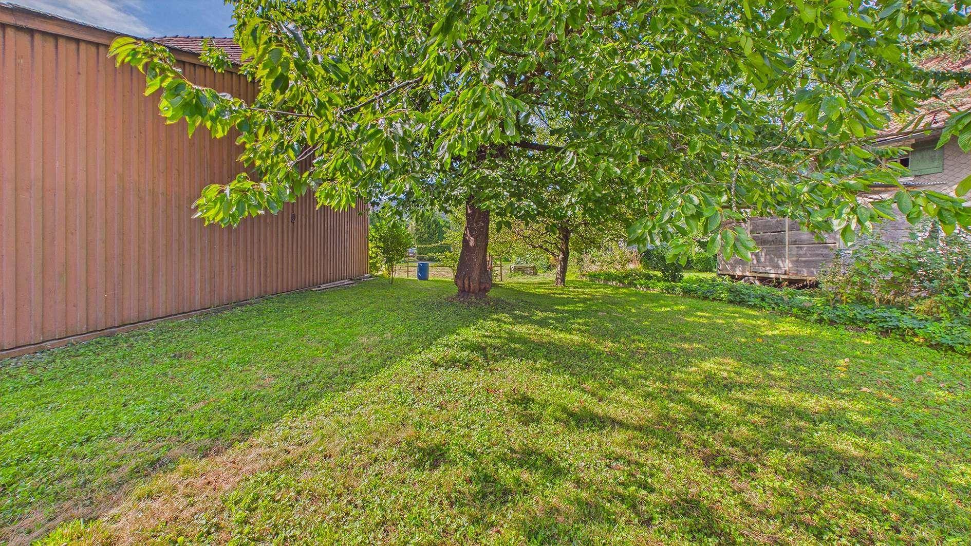 Sonniger Gartenbereich mit altem Baum und einer Holzfassade im Hintergrund.