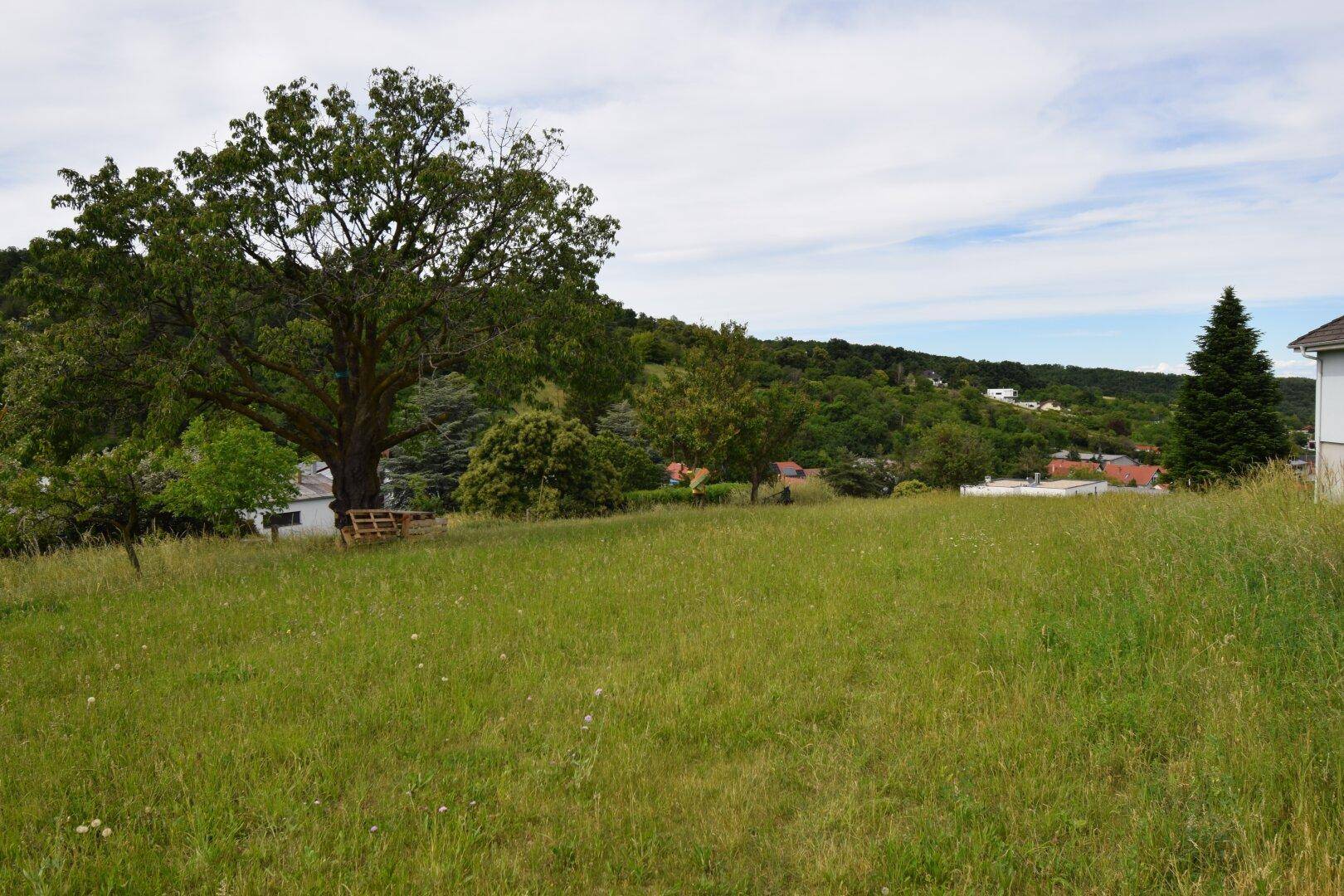 Weitläufiges Wiesengrundstück mit altem Baum und Blick auf die umliegende Landschaft und Siedlung.