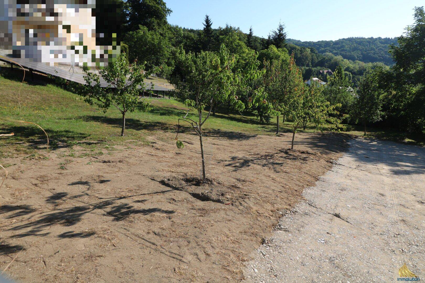Gartenfläche mit jungen Obstbäumen und einem weiten Blick über die grüne Umgebung.