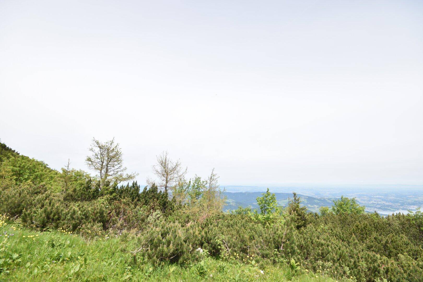 Panoramablick auf die umliegende Natur mit Wäldern und Bergen in der Ferne.