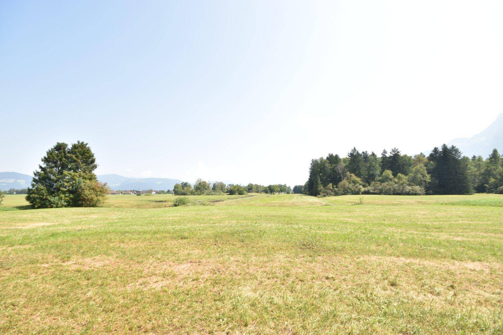 Weitläufige grüne Wiesenlandschaft mit Bäumen am Horizont und angedeuteten Bergen im Hintergrund unter klarem Himmel.