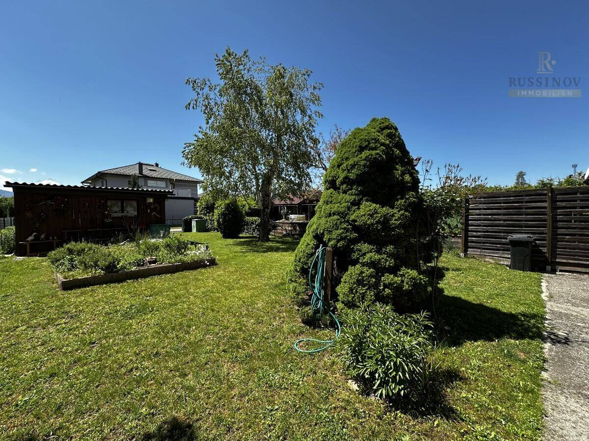 Sonniger Garten mit Rasenfläche, großem Nadelbaum, Birkenbaum und einem kleinen Geräteschuppen im Hintergrund.
