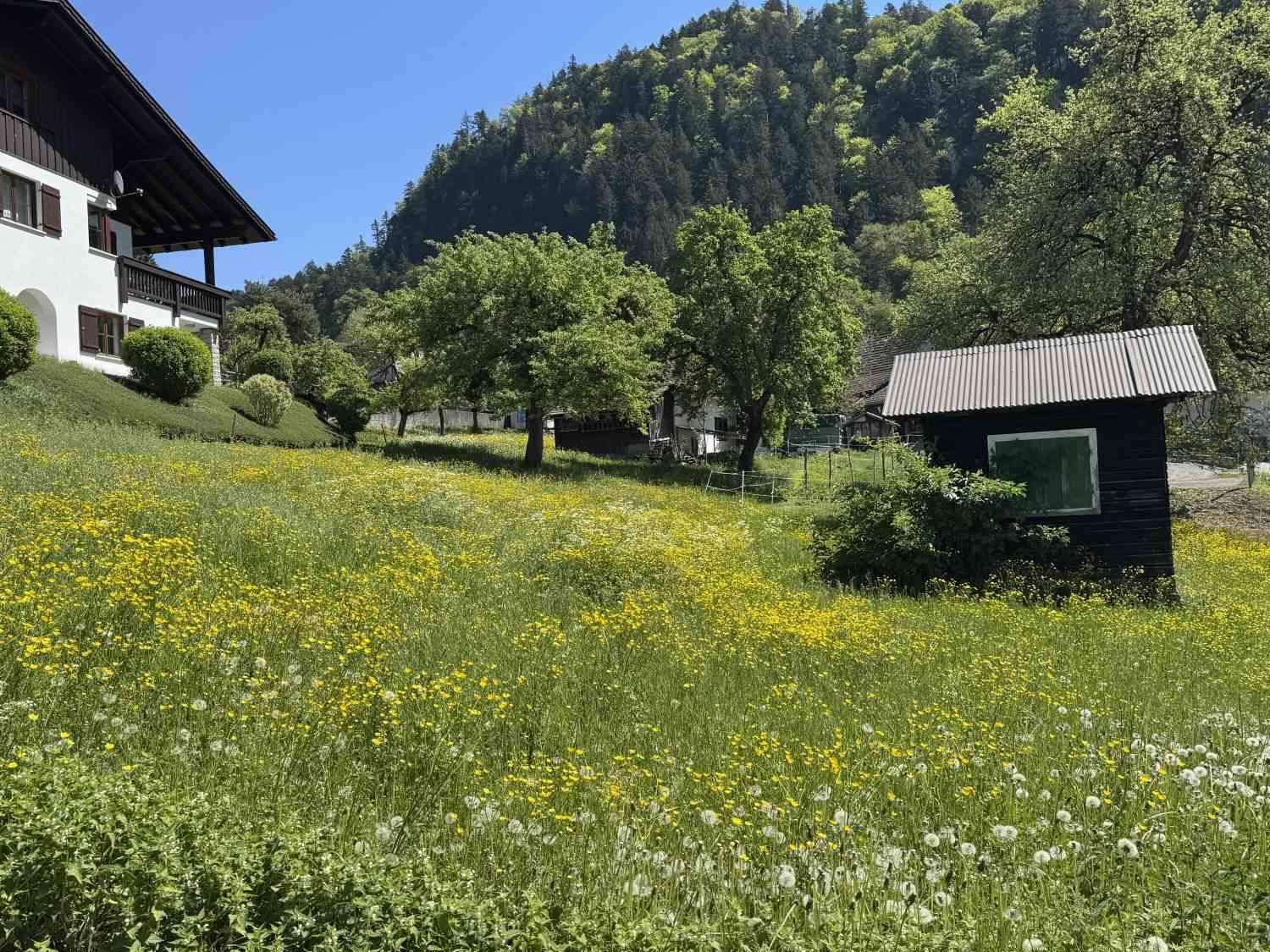Sonnige Wiese mit gelben Blumen, einem traditionellen Haus und einem kleinen Holzschuppen.