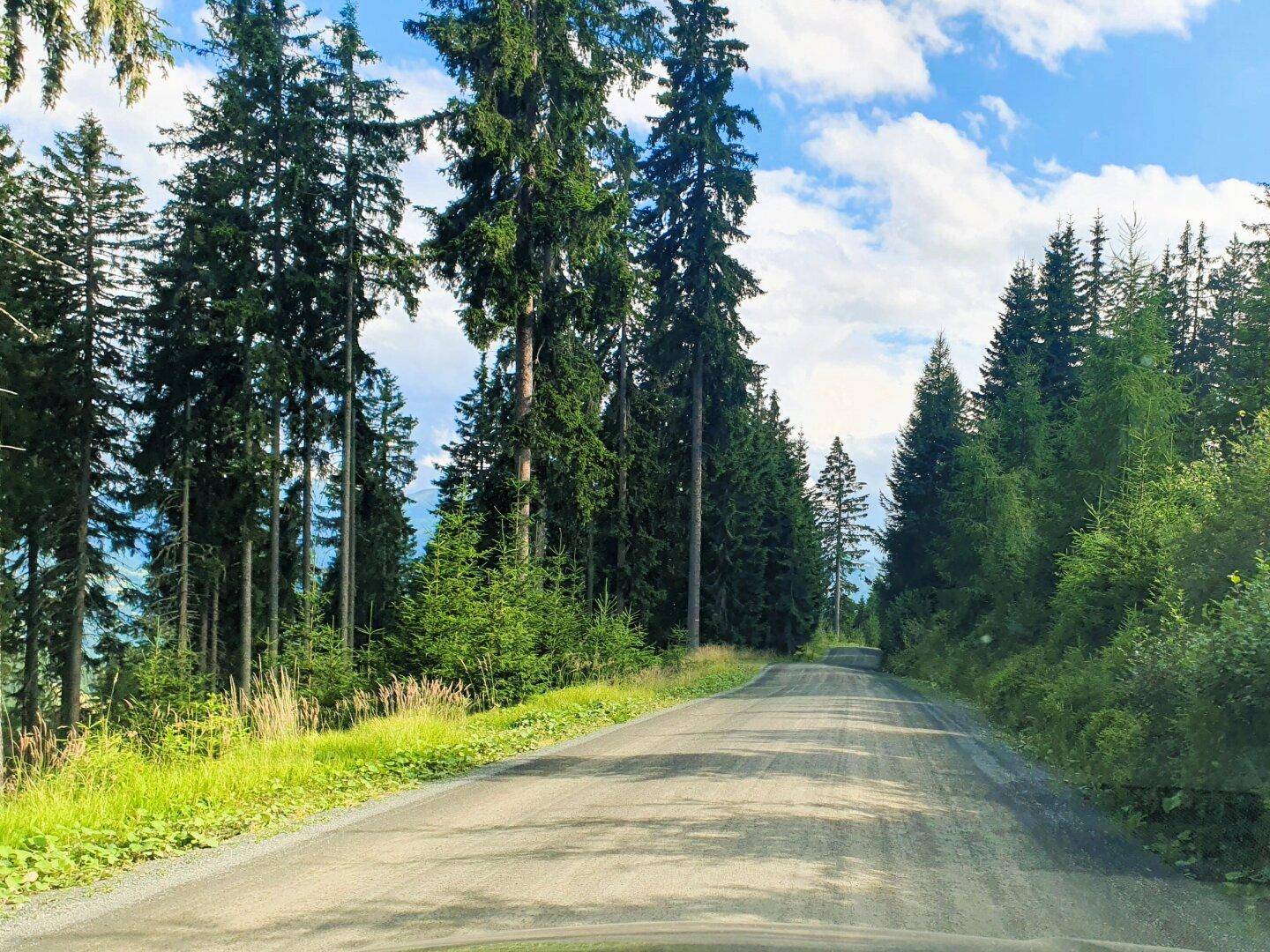 Unbefestigte Straße führt durch einen dichten Nadelwald unter einem teilweise bewölkten Himmel.