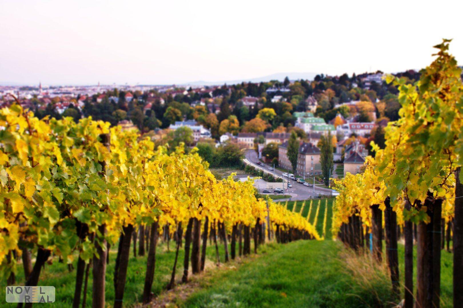 Panoramablick über herbstliche Weinberge mit einer charmanten Stadtlandschaft im Hintergrund.
