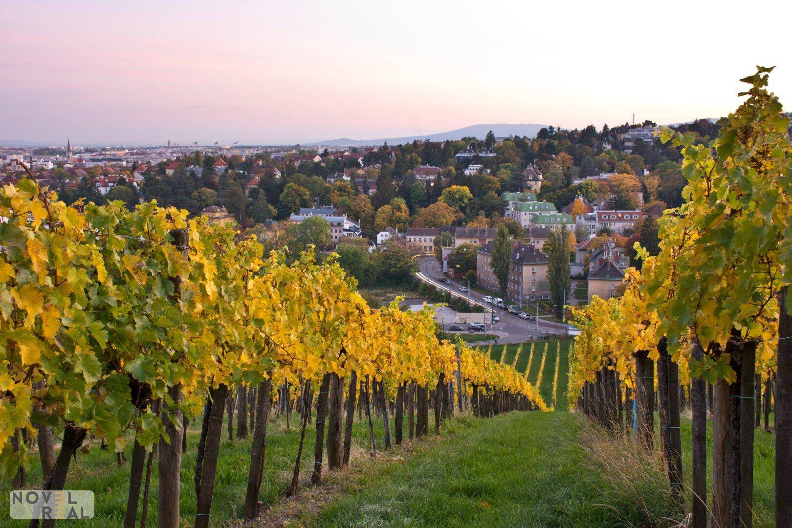 Panoramablick über einen Weinberg mit einer Stadt im Hintergrund bei Sonnenuntergang.