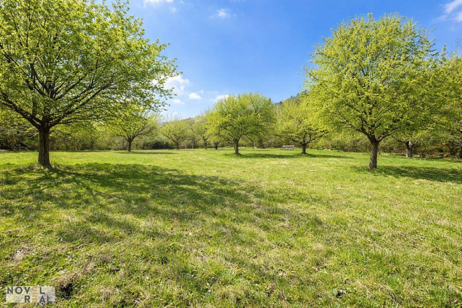 Weitläufige grüne Wiese mit jungen Bäumen und viel natürlichem Licht.