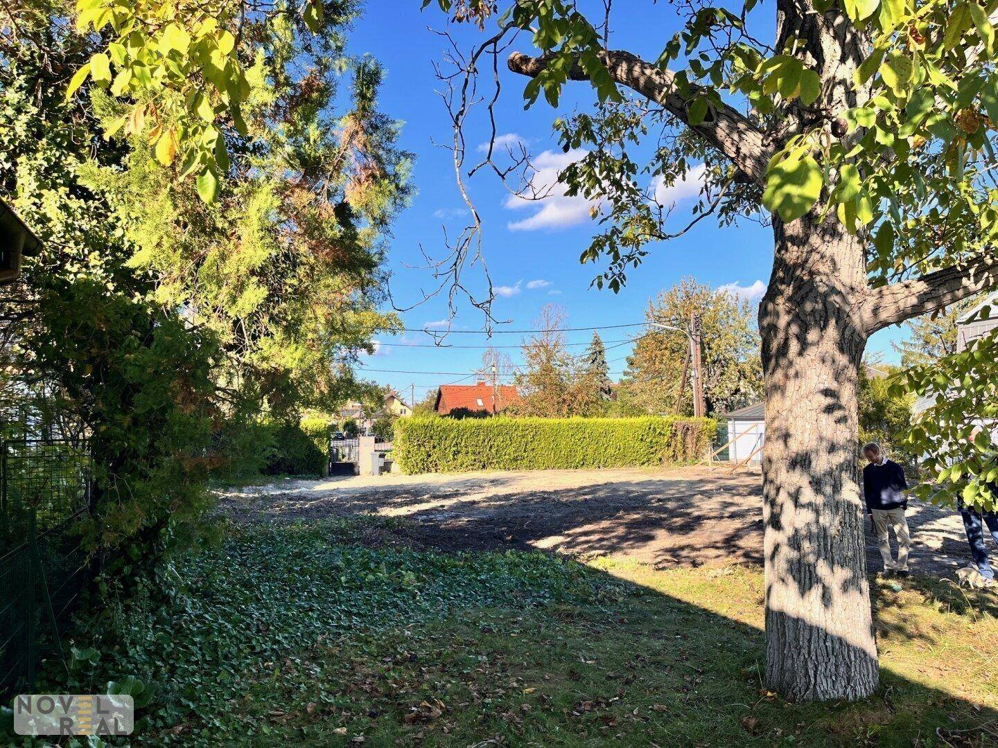 Blick auf ein sonniges Grundstück mit altem Baumbestand und Hecke.