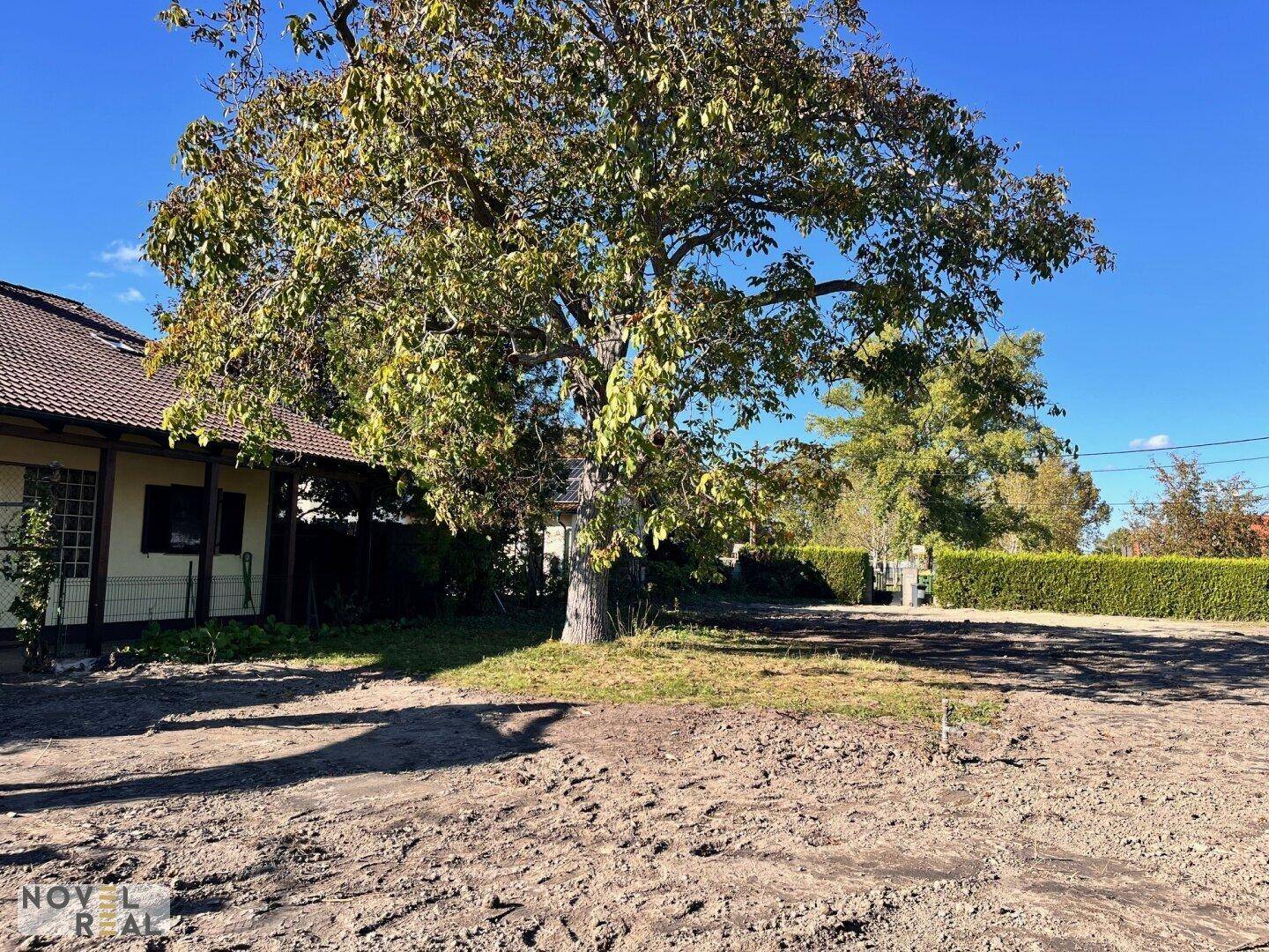 Sonniges Grundstück mit einem großen, alten Baum und einem angrenzenden Haus.