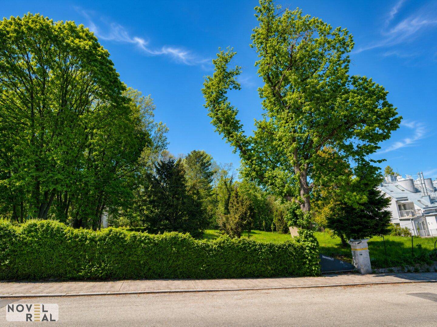 Ruhige Straße mit einer gepflegten Hecke und hohen Bäumen, die Schatten spenden.