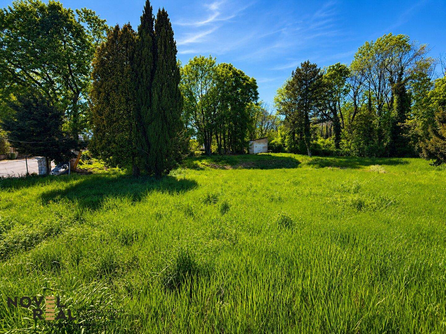 Sonnige, weitläufige Wiese mit hohem Gras und alten Bäumen im Hintergrund unter blauem Himmel.