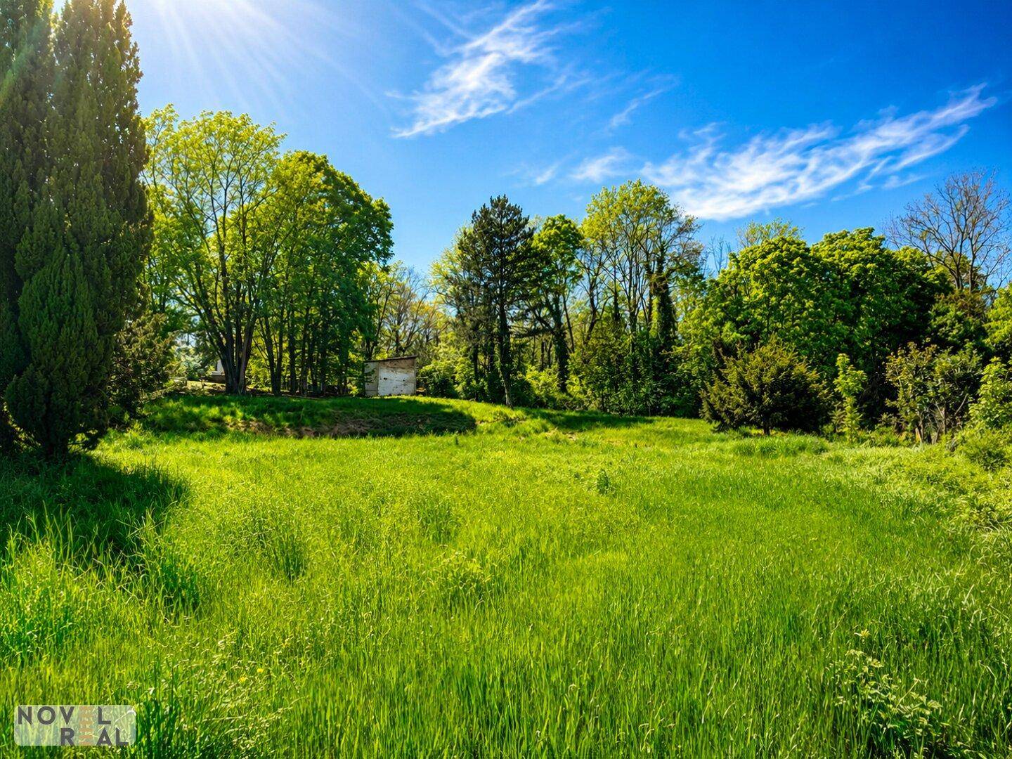 Weitläufige grüne Wiese mit Bäumen im Hintergrund unter einem strahlend blauen Himmel.