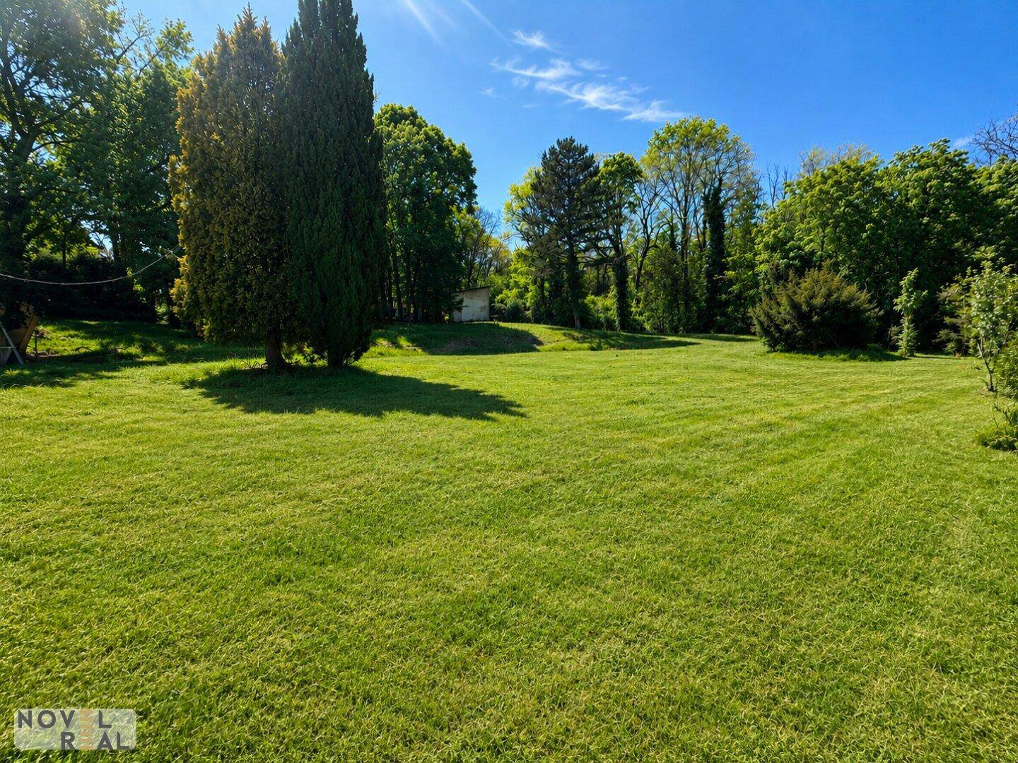 Gepflegte Rasenfläche mit hohen Bäumen unter strahlend blauem Himmel und Sonnenschein.