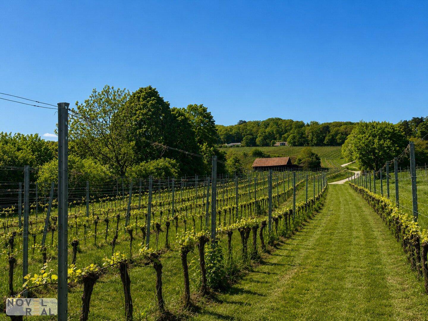 Reihen von jungen Rebstöcken in einem sonnigen Weinberg mit Wald im Hintergrund.