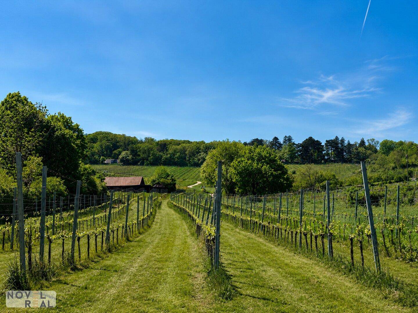Blick auf einen Weinberg mit Rebenreihen und dichtem Baumbestand im Hintergrund.