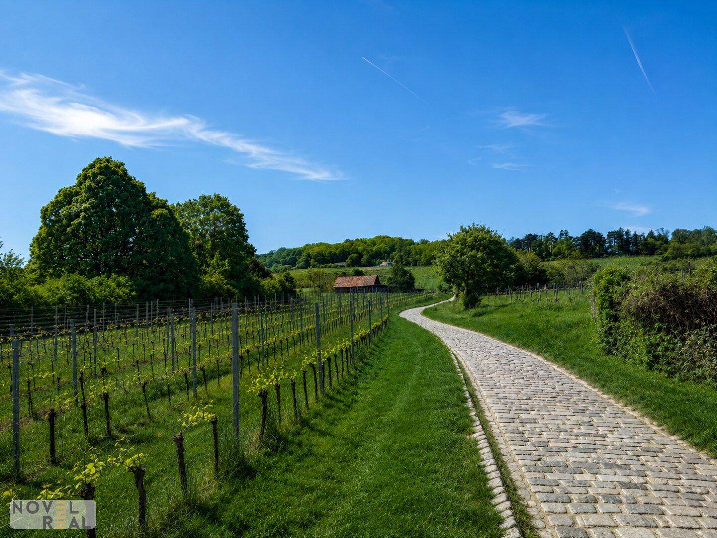 Kopfsteinpflasterweg führt durch einen Weinberg mit üppigem Grün und Bäumen im Hintergrund.