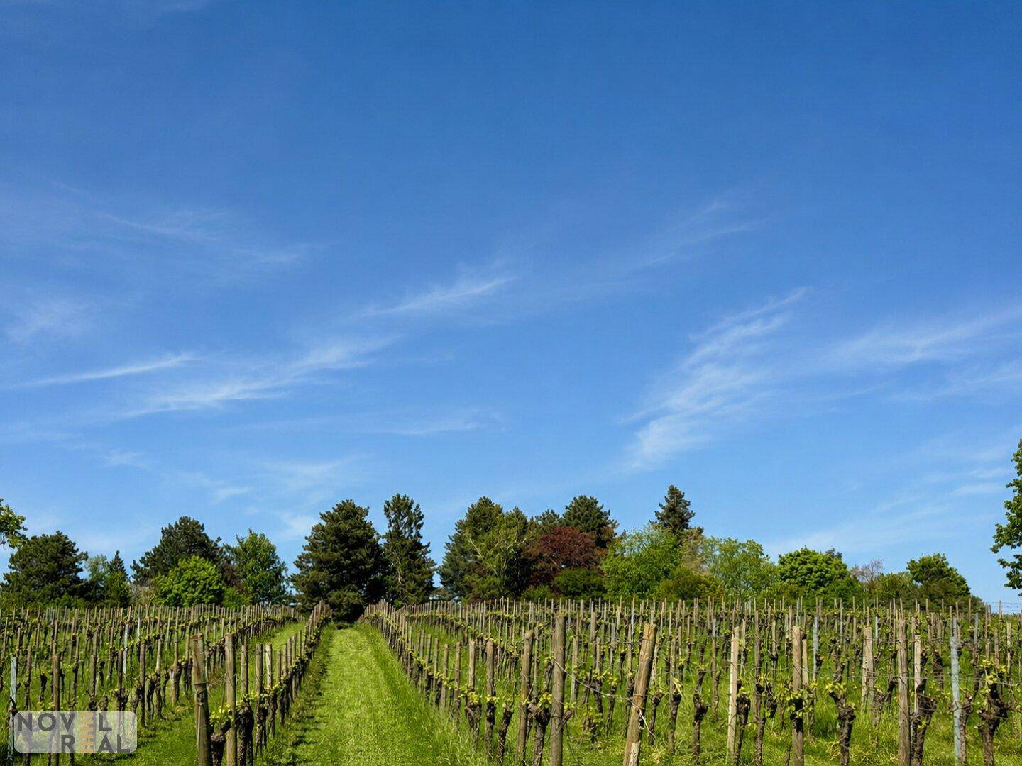 Weitläufige Weinrebenfelder unter einem strahlend blauen Himmel mit einer Baumreihe am Horizont.