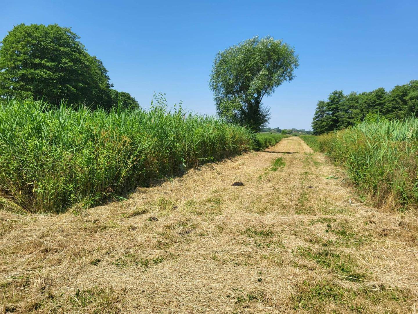 Somogysámson Weg