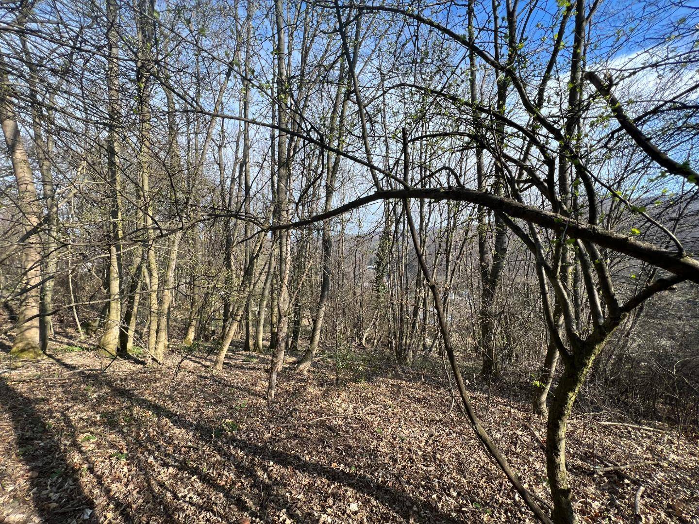 Dichter Wald mit kahlen Bäumen und Laub auf dem Boden, typisch für die Jahreszeit.