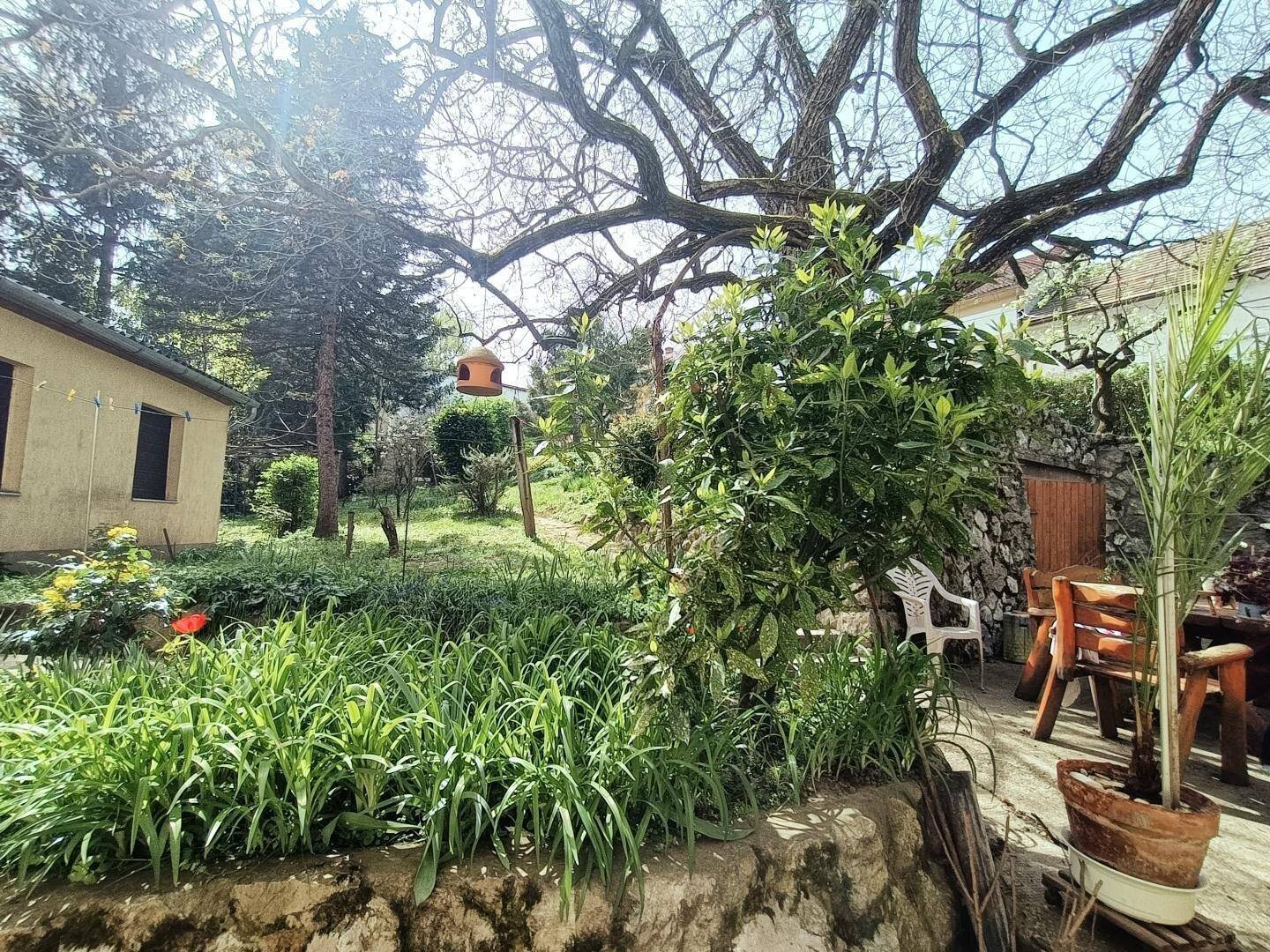 Sonniger Garten mit einem großen Baum, üppiger Vegetation und einem Essbereich im Freien.