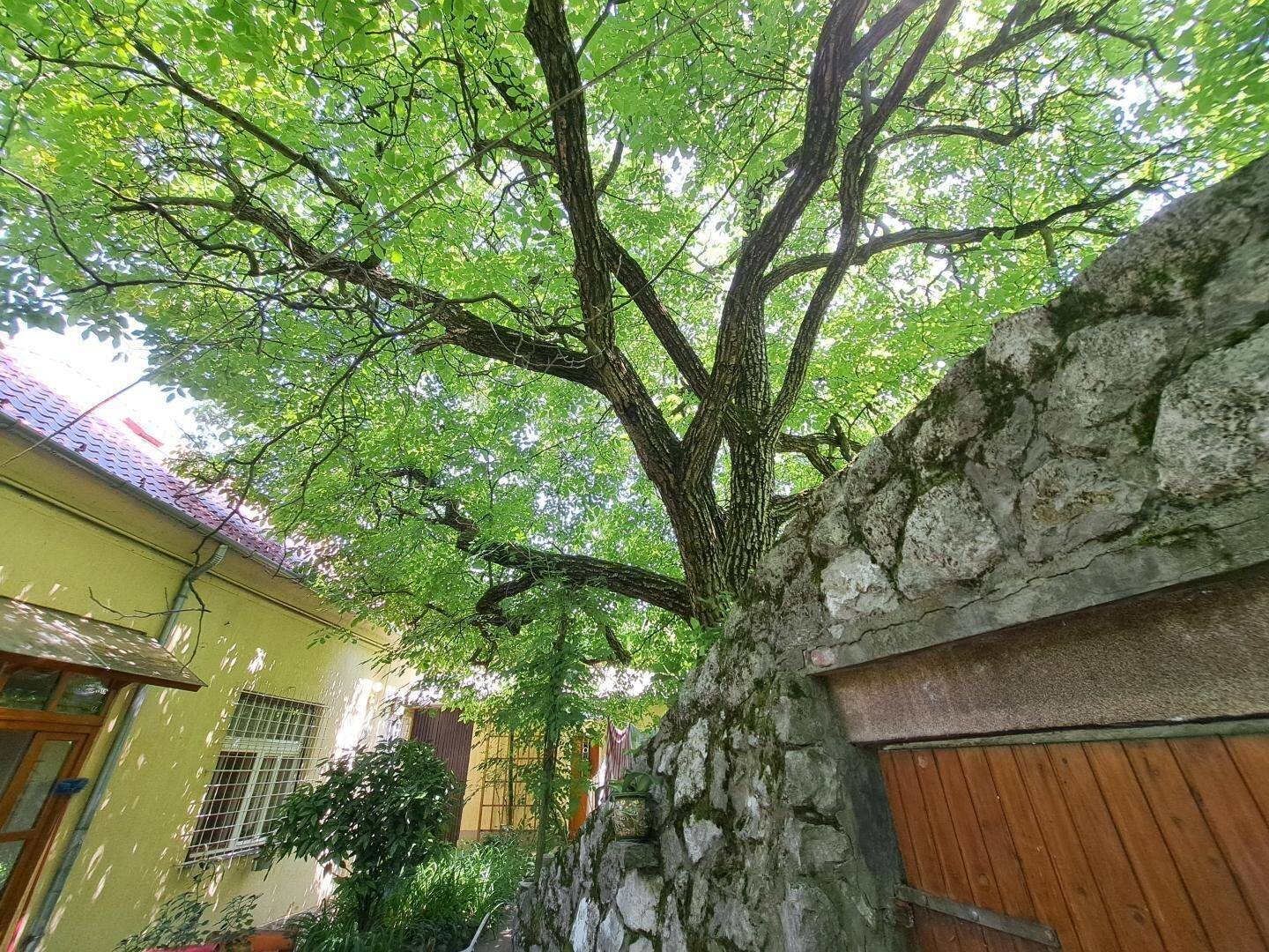 Alter, großer Baum überragt eine Steinmauer mit einem hölzernen Tor, das zu einem Hof führt.
