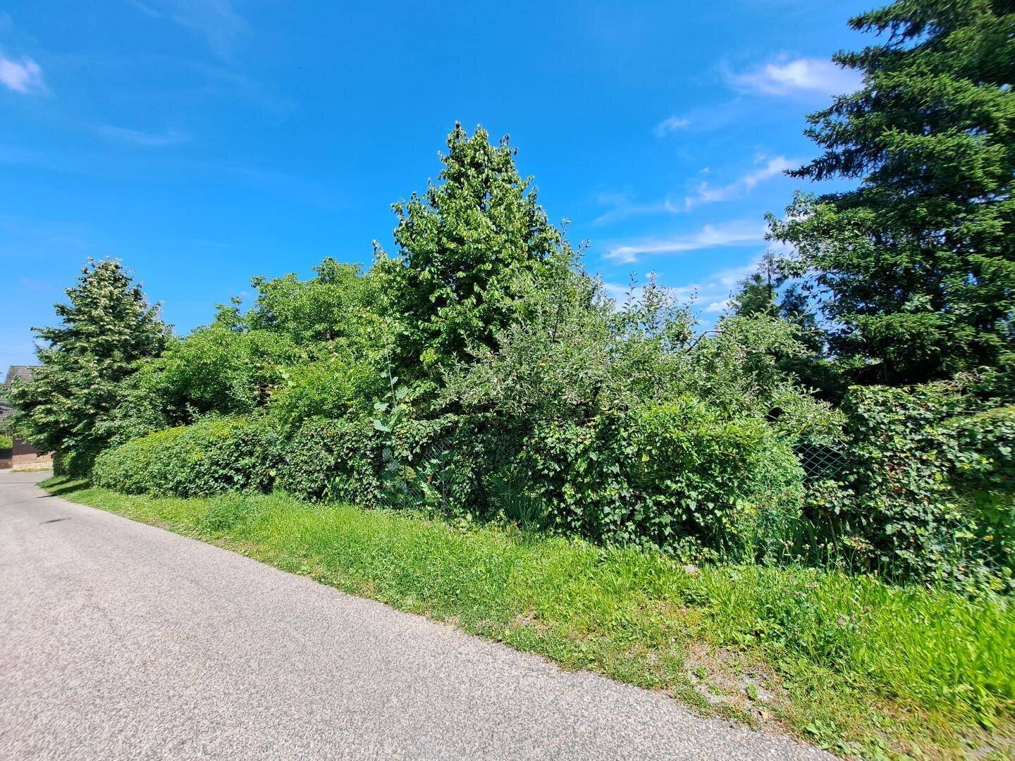 Grüne Landschaft mit üppigen Bäumen und Sträuchern entlang einer ländlichen Straße unter blauem Himmel.
