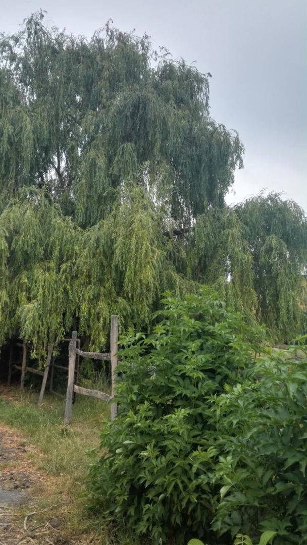 Großer Weidenbaum mit herabhängenden Ästen neben einem rustikalen Holzzaun, umgeben von üppigem Grün.
