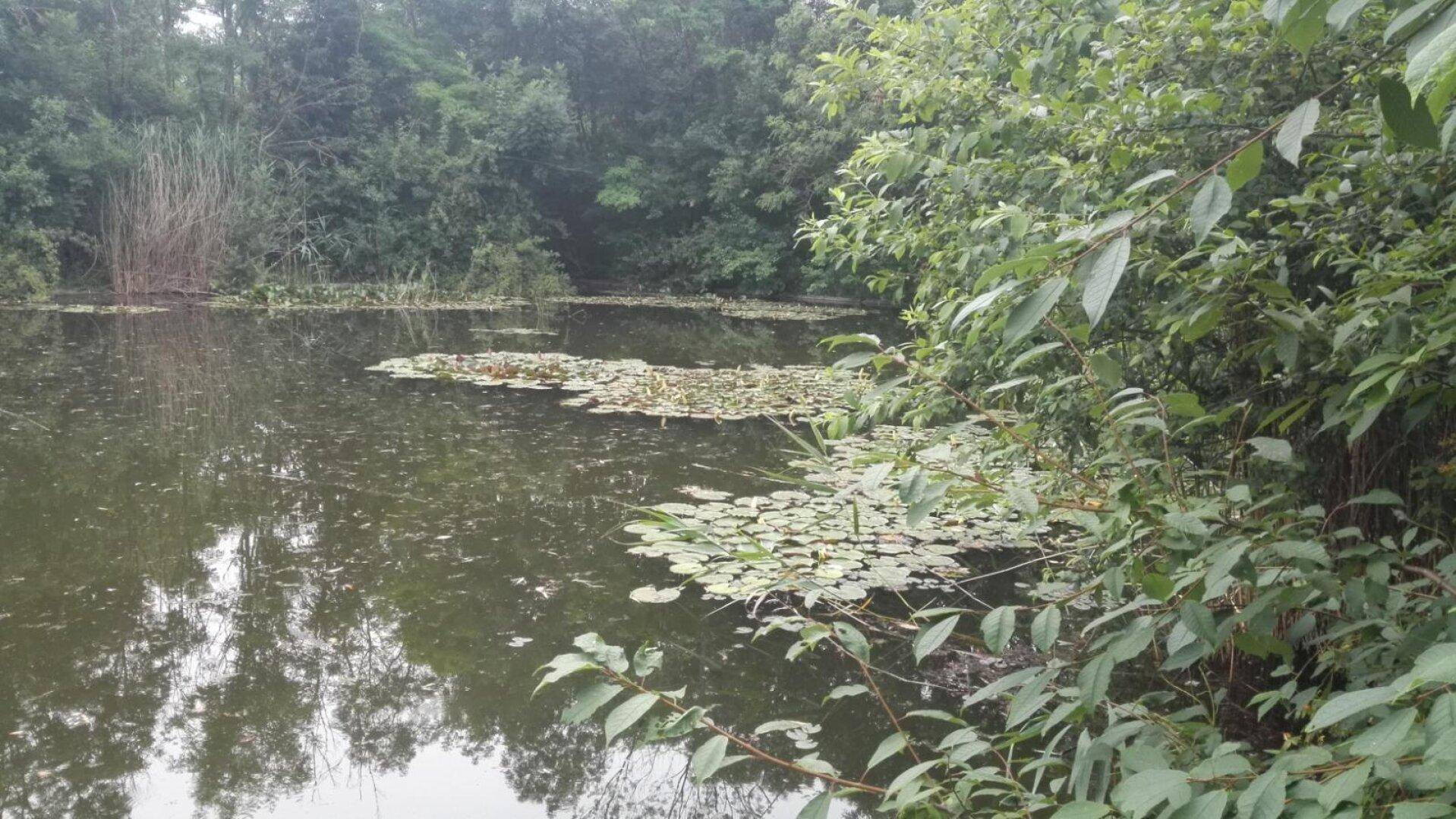 Teich mit Seerosen und dichter Ufervegetation, die eine natürliche und ruhige Umgebung schafft.