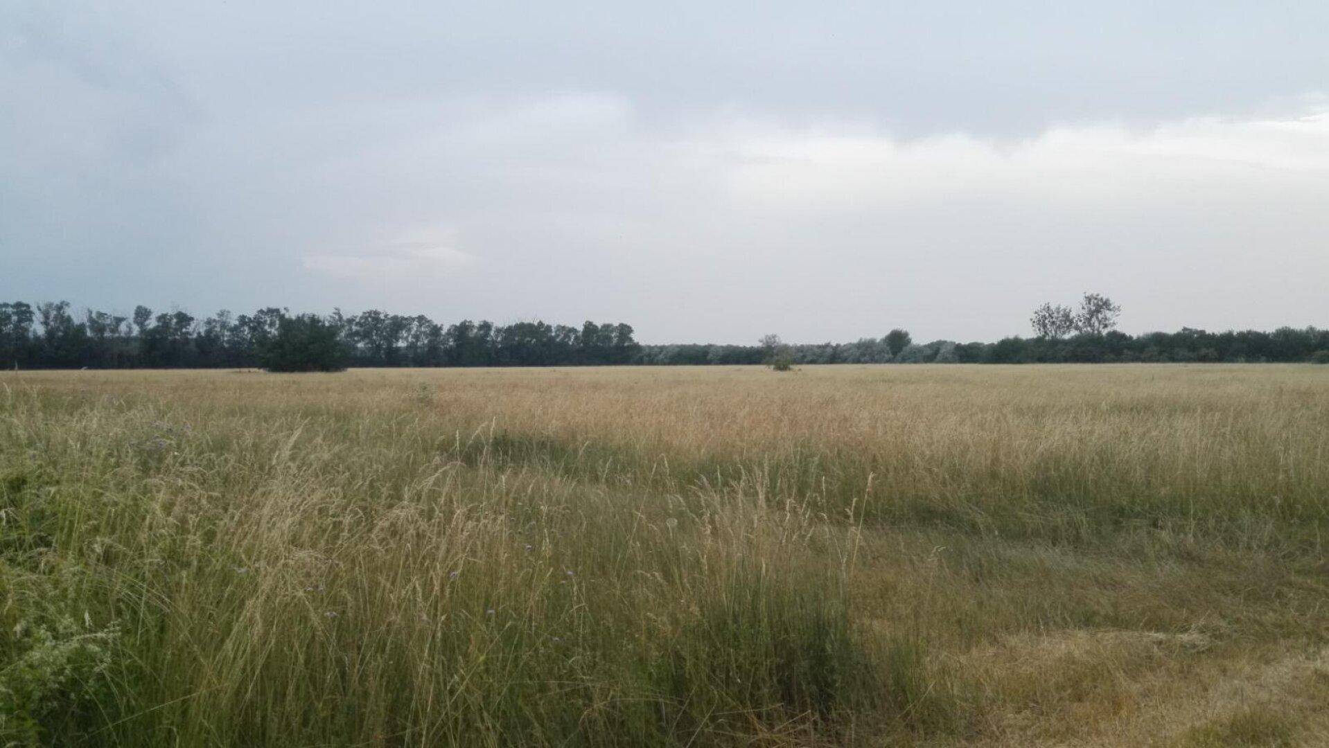 Weites Feld mit hohem Gras und Bäumen am Horizont unter einem bewölkten Himmel.
