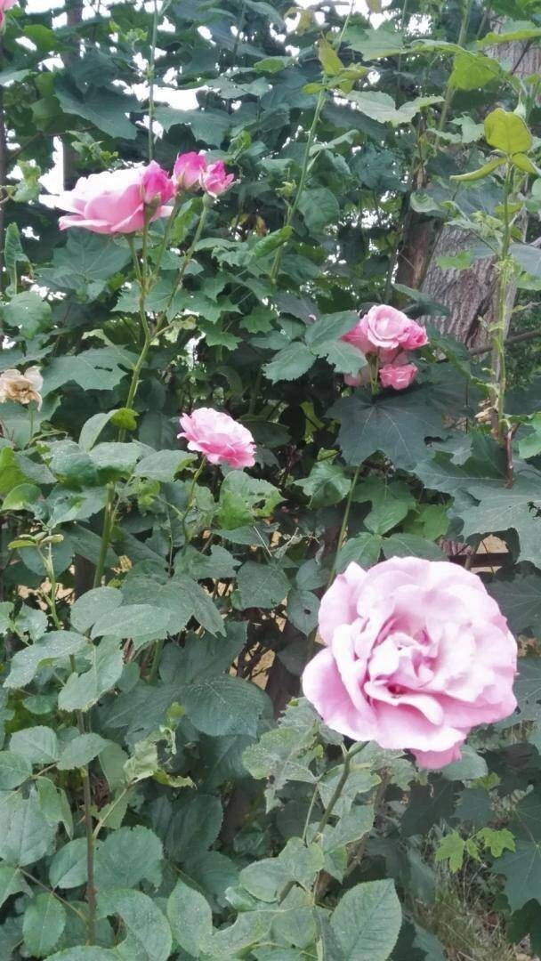 Nahaufnahme von wunderschönen rosa Rosen, die an einem Strauch im Garten blühen.