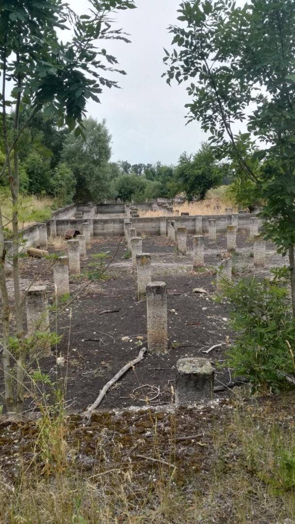 Betonpfeiler und Fundamente einer ehemaligen Struktur, umgeben von Bäumen und Vegetation.