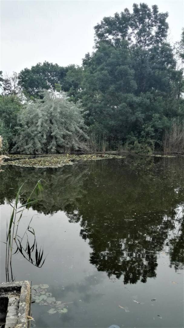 Spiegelung von Bäumen auf der Wasseroberfläche eines ruhigen Teiches mit üppigem Grün am Ufer.