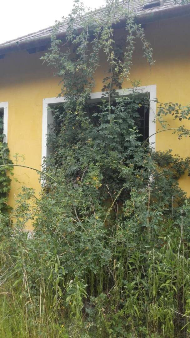 Nahaufnahme eines überwucherten Fensters an der gelben Fassade eines alten Gebäudes, umgeben von dichtem Grün.