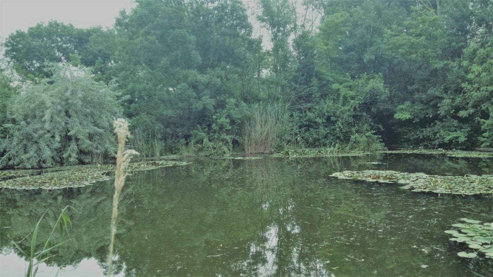 Ruhiger Teich mit Seerosen und umgebender dichter Vegetation unter einem bewölkten Himmel, der eine friedliche Szene schafft.