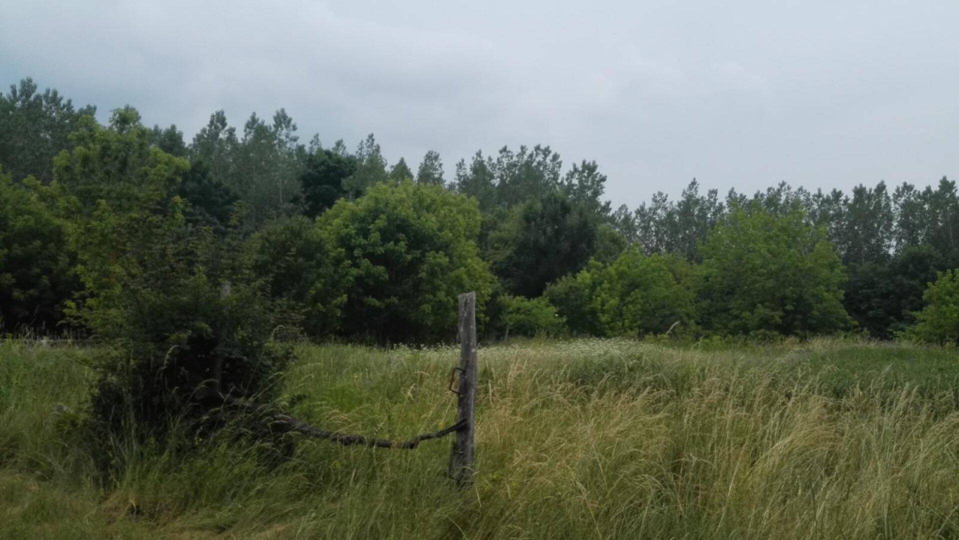 Weite Wiesenlandschaft mit hohem Gras und einem dichten Wald im Hintergrund unter einem grauen Himmel.
