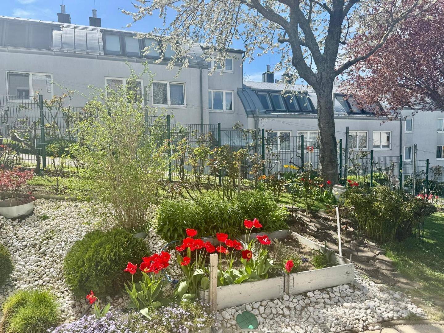 Farbenfroher Garten mit roten Tulpen, Ziersteinen und einem Mehrfamilienhaus im Hintergrund.
